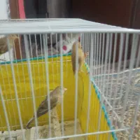 سلام 3تاجوجه قناری4ماه