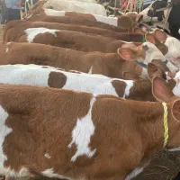 گوساله اصیل دام ترکمن