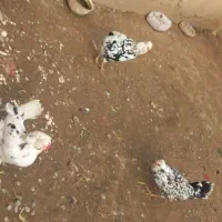 د۳عدد مرغ گلین ریشو چهل تاج پنگوئنی