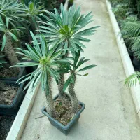 نخل ماداگاسکار|گل و گیاه طبیعی|رشت, بیجارپس|دیوار