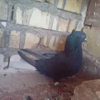 کفتر نقش|پرنده|زارچ, |دیوار