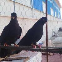 کبوتر زاغ