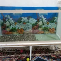 آکواریوم سایز بزرگ