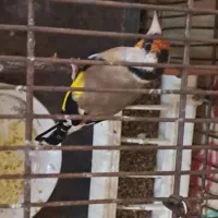 سهره نر جوجه قفس بخون|پرنده|فردیس, سپید دشت|دیوار