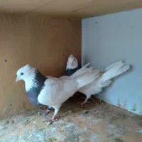 کبوتر طوقی و تهرانی|پرنده|هشتگرد, شهرک بعثت|دیوار