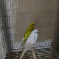 مرغ عشق|پرنده|شیروان (خراسان), |دیوار