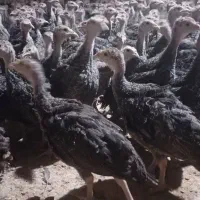 جوجه مرغوخروس محلی و بوقلمون محلی|حیوانات مزرعه|شیراز, رکنآباد|دیوار