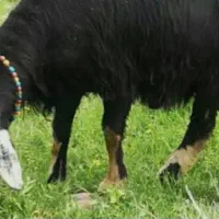 گوسفند آبستن قره قزل