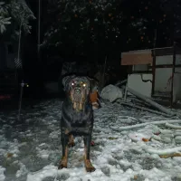 روتوایلر ماده|سگ|بابل, |دیوار