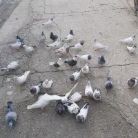 کبوتر یه کله کفتر درجه۱