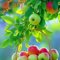 راهنمای