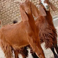 دوتا کهره مری چاق