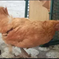 مرغ تخم گذار