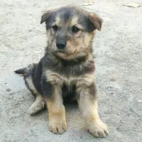 ژرمن ماده با دو تا توله