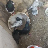 کبوترکله