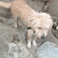 واگذاری سگ پاکوتاه، 2ت