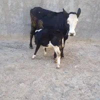 گاو شیری|حیوانات مزرعه|قره چای, |دیوار