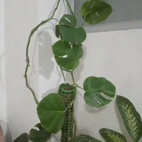 ۶ تا گل و گلدان همه با هم ۸۵۰ تومن|گل و گیاه طبیعی|یزد, |دیوار