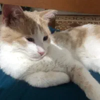 واگذاری گربه