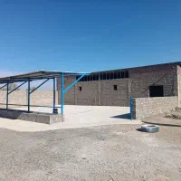 اجاره-گاوداری-50راسی-پروار-بندی-گوساله