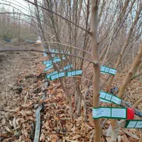 عرضه مستقیم انواع نهال از تولیدکننده قیمت مناسب