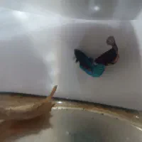 فایتر|ماهی|تبریز, |دیوار