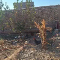 تعدادی مرغ و خروس محلی و گلین و بوقلمون فروشی|حیوانات مزرعه|الوند, |دیوار