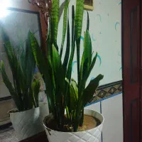 ۳عدد گل همراه با گلدان|گل و گیاه طبیعی|آبش احمد, |دیوار