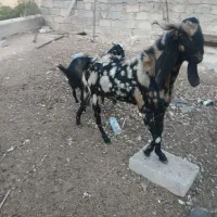 پازن چهل گل پاکستانی اصل