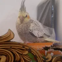 با سلام گلباقالی ۳ماهه