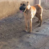 سگ گله|سگ|میان جلگه, |دیوار