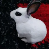 خرگوش|موش و خرگوش|آبادان, |دیوار