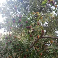عناب تازه روی درخت|خوردنی و آشامیدنی|مشهد, موسوی قوچانی|دیوار