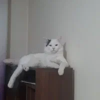 گربه در بروجن