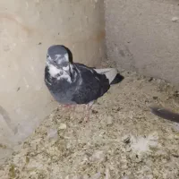 ۴عدد کبوتر پلاکی نر