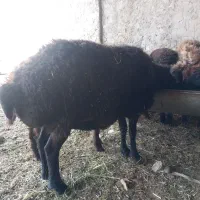 میش و بره افشاری