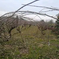 2000متر-باغ-کیوی