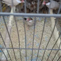 پرندخ فنچ مصری