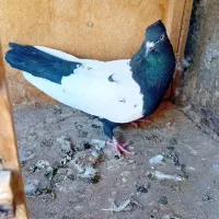 کفتر سینه رنگی