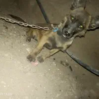 واگذغری ماده پاکوتاه|سگ|بم, |دیوار