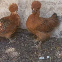مرغ خروس نوچه سلطان