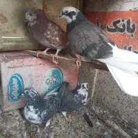 کاشونی|پرنده|فولادشهر, فولادشهر|دیوار