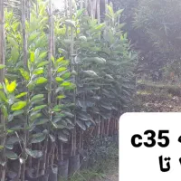 فروش نهال مرکبات رو پایه نارنج ، سیتروملو و c35|خدمات باغبانی و درختکاری|گتاب, |دیوار