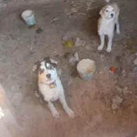 توله سگ خراسانی