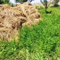 فروش علف ویونجه بسته بندی بصورت سنتی