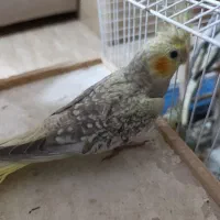 چهار تا عروس هلندی سه ماهه نر|پرنده|رشت, حمیدیان|دیوار