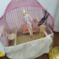 عروس هلندی نر ماده