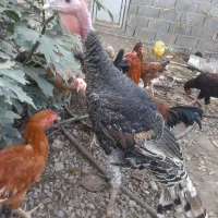 بوقلمون نر و ماده