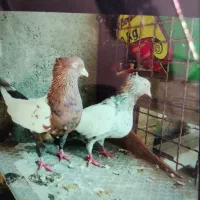 کفتر کبوتر