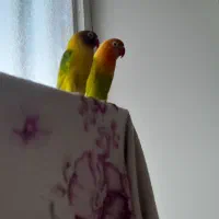 یکجفت کوتوله رنگ خاص